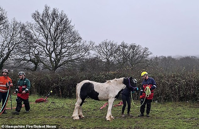 Hampshire Fire and Rescue has since shared that Lola has made a full recovery and is once again enjoying the familiarity of dry land in an adjacent field