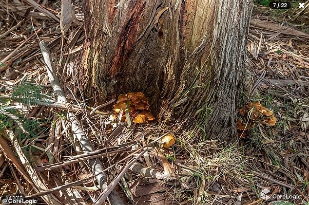 Mushrooms seen at the family home in Leongatha in the Gippsland region of Victoria