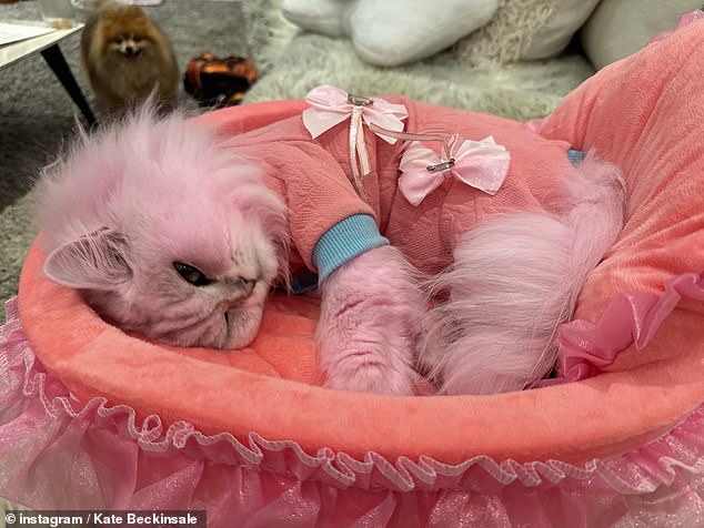 Kate's cat Willow, who was recently apparently dyed pink, was included in the Instagram collection wearing a pink and blue sweater complete with clip-on bows