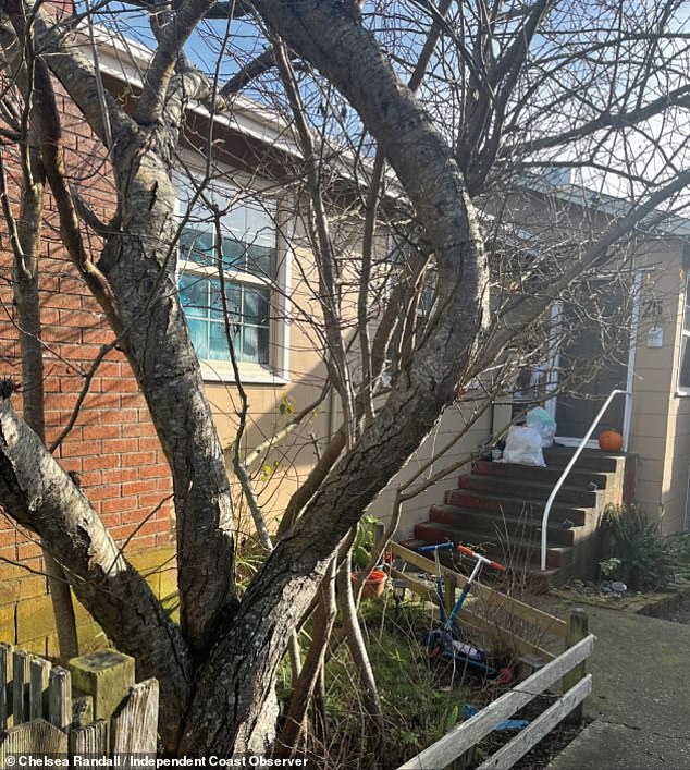 Pictured: the plum tree that Olivia claimed Hansen cut down in 2020