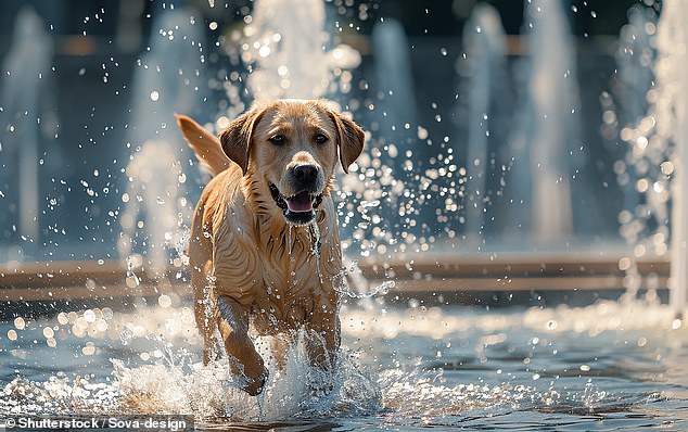 Enjoy the company of dogs – my Labrador Bob is a gift from heaven (file photo)