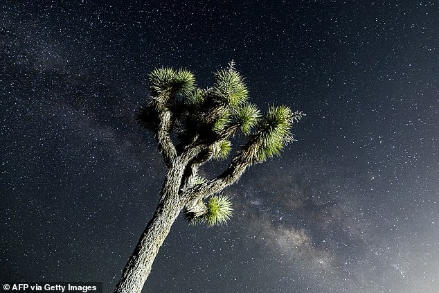 The US military witness spotted their 9-12 meter long, oval-shaped UFO while camping at the Santa Rosa Mountain Yellow Post campground just southwest of Joshua Tree National Park in California. Above: The Milky Way Galaxy seen above a Joshua Tree in the park on May 12, 2024