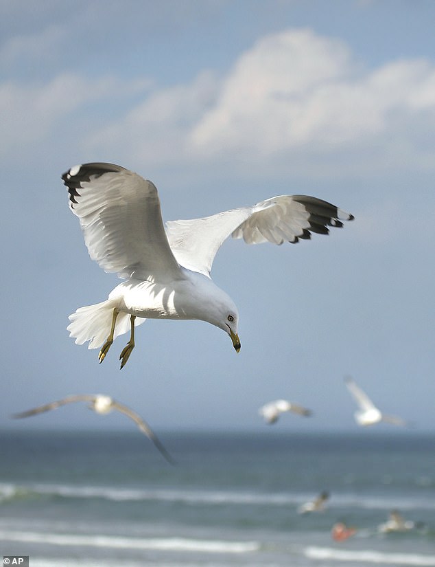 According to city officials, seagull protection policies may have caused the iconic pier's collapse (stock image)