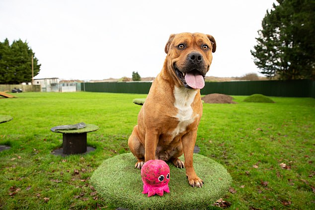 Money Appeal: Karma is one of the pets featured on the charity calendar