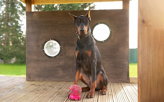 Puppy love: Bruno is another star of the campaign, supported by energy supplier Octopus