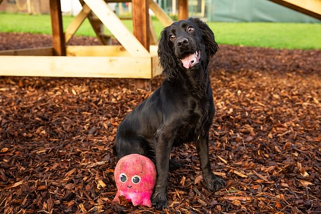 Smile! Olive is another dog supported by Dots, who is now struggling to keep her head above water