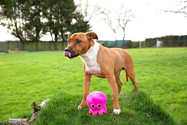 Charity: The charity needs to pay its utility bills so it can continue to care for and rehome dogs like this one, Mr Bubs