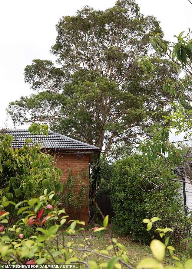 A large gum tree (above) stands in the backyard of a house Edgar Campos owns and hangs over the cottage Mr. Franks has occupied for almost 60 years