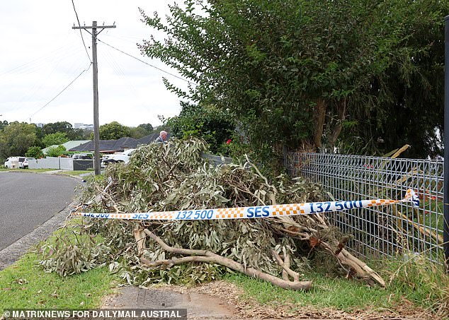 Branches of the gum tree were stacked outside Mr Franks' fence on Monday, surrounded by State Emergency Service tape