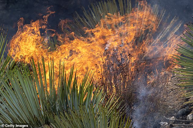 Mount Baldy Village was left destroyed by the bridge fire (photo)