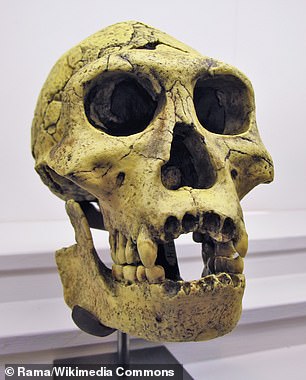 Homo erectus (skull pictured) is thought to have been an important early human ancestor in our own evolution