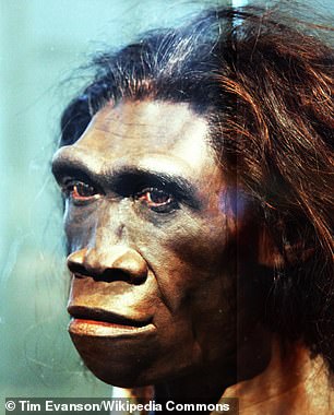 The Chinese 'Dali' skull was originally thought to be from Homo erectus (artist's impression), but 2017 analysis shows it is remarkably similar to Homo sapiens