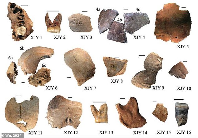 Comparing skull fragments found in China (above), experts estimate that Homo julurensis would have had a skull volume of 1700 ml - much larger than any other known hominin.