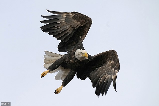 However, the announcement was met with confusion, as many Americans believed that the bald eagle has always been the national bird