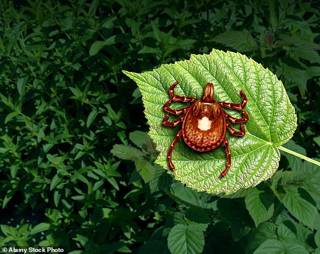 Alpha-gal syndrome is a condition caused by a tick bite that causes an allergy to red meat