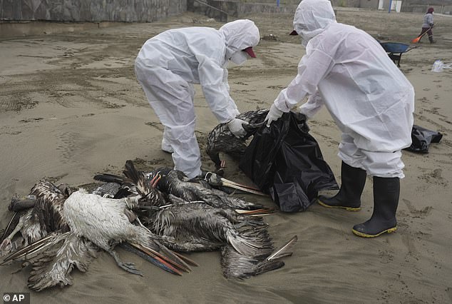 So far, 65 confirmed cases of H5N1 infection in humans have been reported in 2024, following a widespread outbreak on bird and livestock farms in the United States, with California declaring a state of emergency over the virus