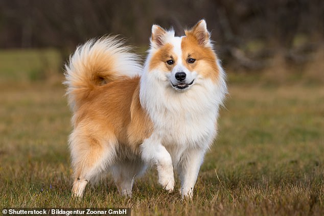 The Icelandic Sheepdog is believed to have existed in the Scandinavian countries for over 1,000 years, having been brought to Iceland by the original Viking settlers