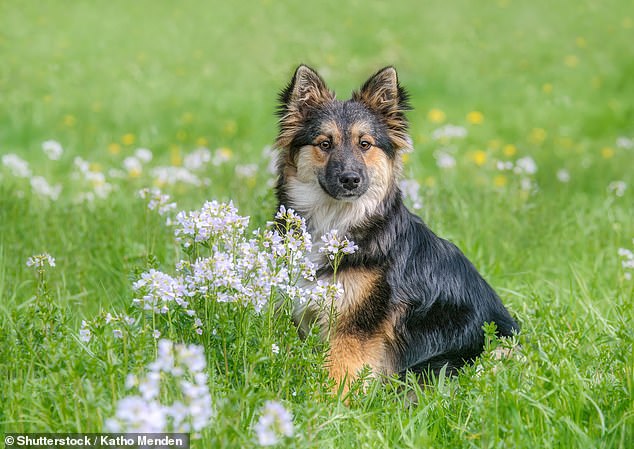 He comes in a variety of colors, including black and white, red and white, and smoky gray, and is said to make an excellent family dog.