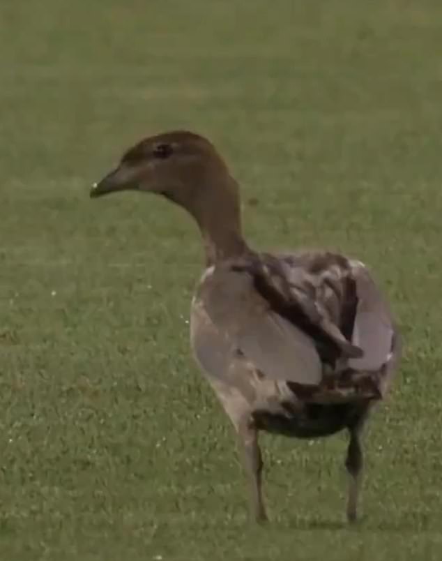 A bizarre incident occurred during the Strikers' defeat to the Scorchers at the Adelaide Oval when a duck landed on the pitch