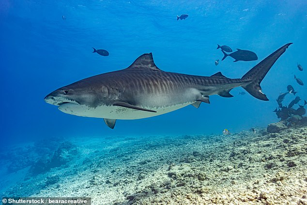 Di Gioia was reportedly attacked by a tiger shark while snorkeling