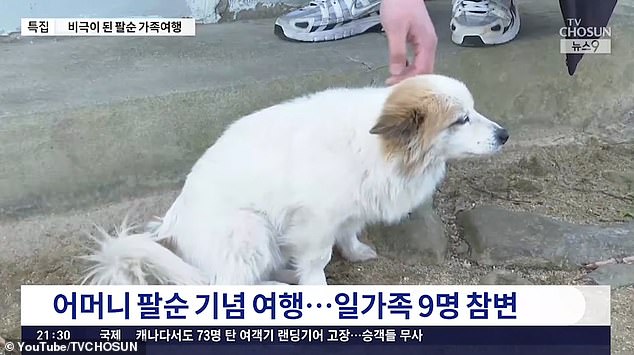 Locals have tried to comfort the animal, with one man telling Chosun TV that he had tried to get the animal home, but the devoted pet would return to his home every time.