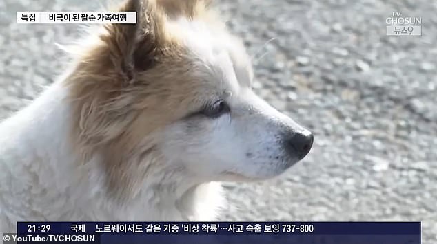 Video shows Mr. Bae's white dog wandering around and looking longingly up the road leading to the house