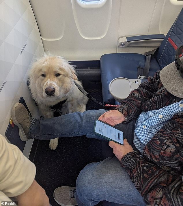 Last week, another traveler faced a similar situation on a Delta flight; they were relegated to a 'worse seat', i.e. service dog