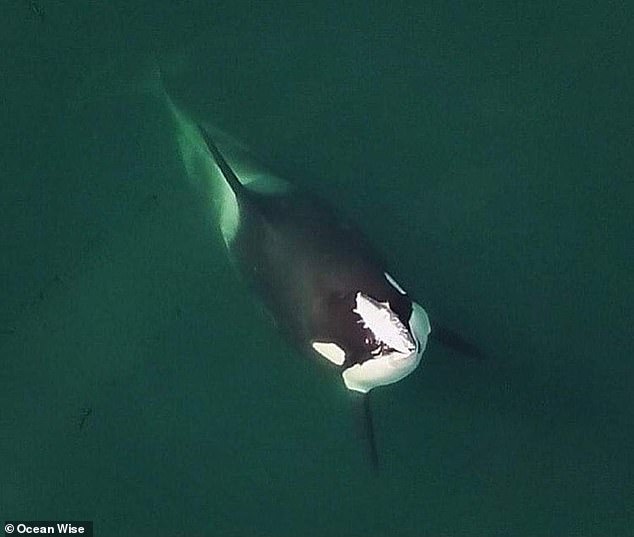 Orcas have been spotted with dead fish on their heads