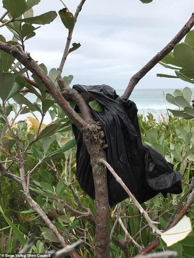 One bag filled with dog waste (pictured) was tied to a tree on Merimbula's main beach