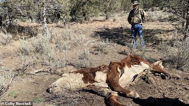 Strange cases of murdered cattle, with their eyes and vital organs removed with 