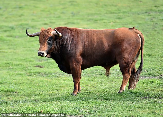 He continued: 'So we turned around and we just saw this two-ton bull racing towards us' (stock image