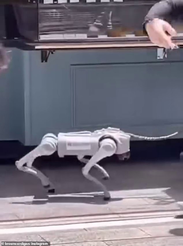 In November, another robot dog was filmed walking through Adelaide's CBD