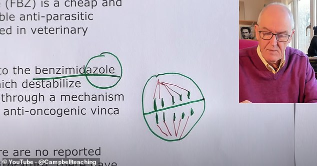 The image above shows the microtubules (red lines) that pull apart a nucleus in a cell, allowing it to divide in two. Fenbendazole is said to disrupt microtubules, stopping cell division in cancer cells