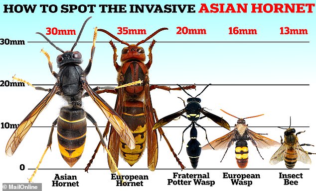 An immediately recognizable feature of the Asian hornet is its bright yellow leg tips compared to the brown legs of the European