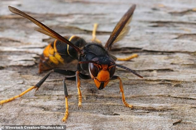 Asian hornets were first introduced to Britain in 2016, but have started spreading much more aggressively in recent years. But experts say Britain has so far successfully combated the Asian hornet invasion - thanks to vigilant members of the public