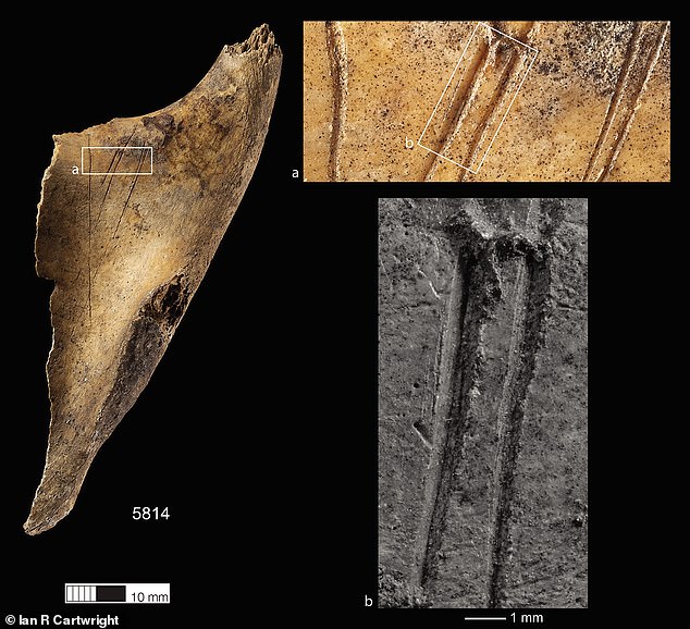 A team of archaeologists led by the University of Oxford have examined more than 3,000 human bones and bone fragments unearthed in the Somerset hamlet of Charterhouse Warren.