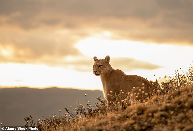 Pictured: A female mountain lion stands in a grassy area