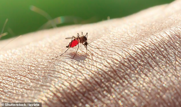 Doctors are urging people to take precautions to avoid mosquito bites (pictured) as they can lead to contracting the deadly Ross River virus and Japanese encephalitis virus