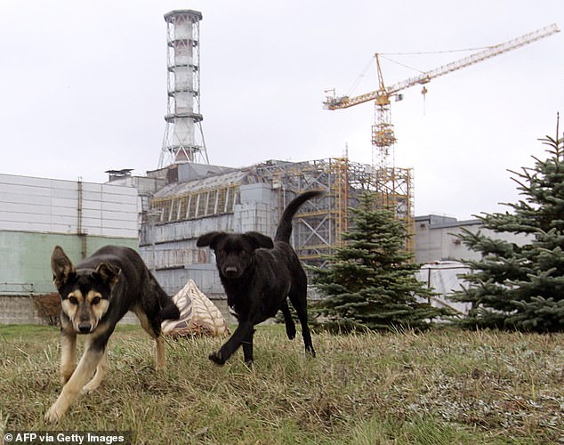 Researchers found that two small populations of dogs living in the Chernobyl Exclusion Zone are genetically distinct from those in the surrounding area