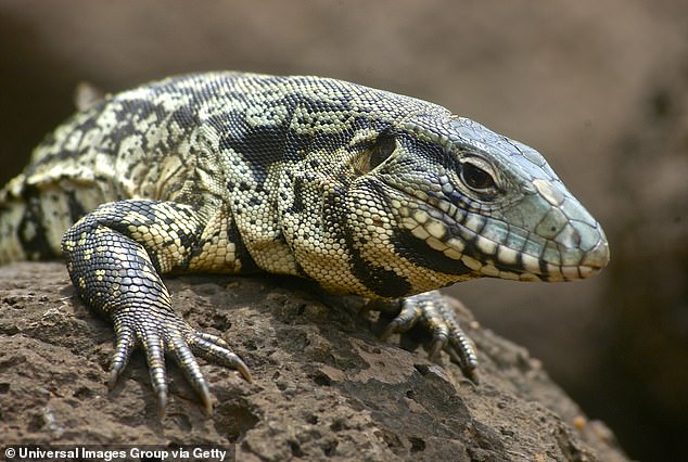 The Argentine black and white tegu lizard can grow up to five feet in length, has a varied diet and can live in a wide variety of environments