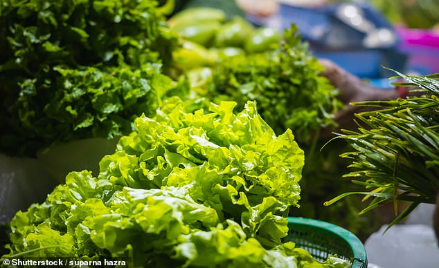 Salad leaves 'contaminated with cow feces' are blamed for a major E. coli outbreak in the north-central US.