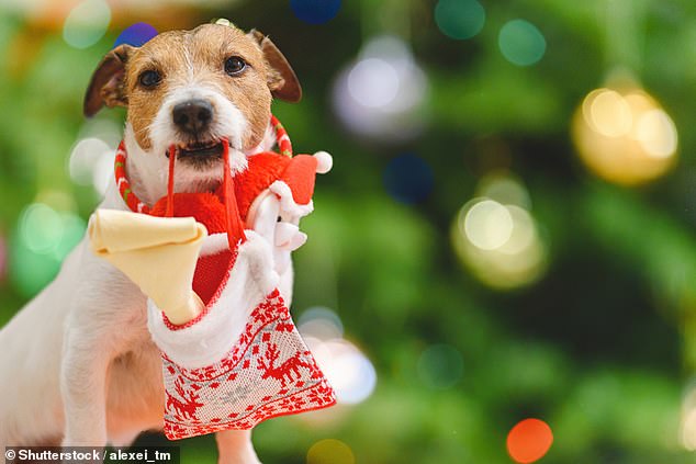 Research shows half of British pets have their own stocking and get a full Christmas lunch on the 25th