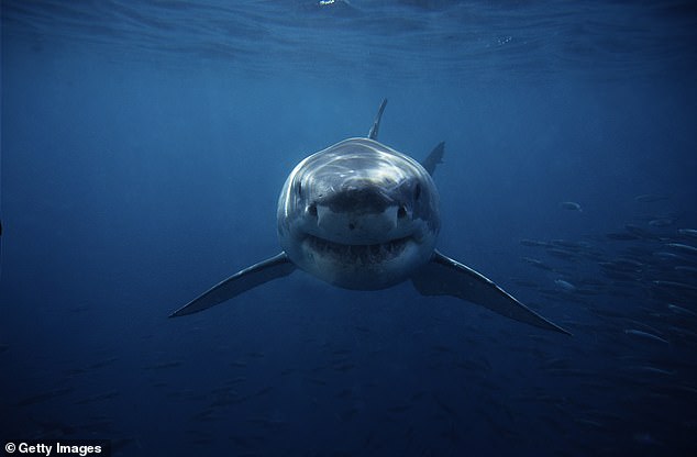 The incident is the latest in a series of shark attacks since September (stock image)