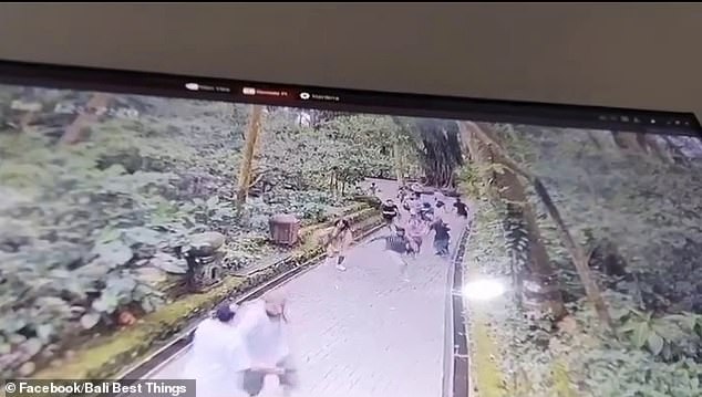 CCTV footage showed terrified tourists at Ubud's Monkey Forest reserve running for their lives after a large tree fell