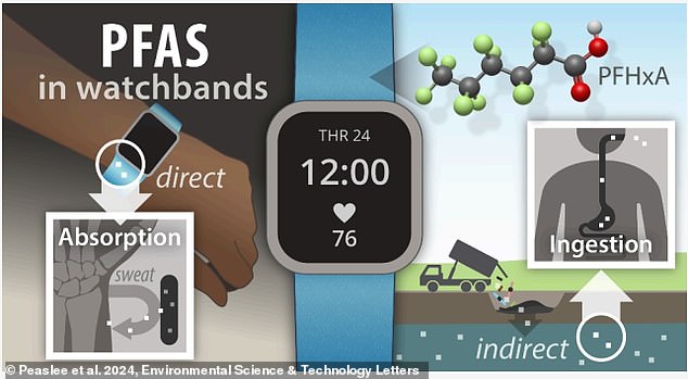 Some research has suggested that wearing products containing PFAS for extended periods of time may cause these chemicals to be absorbed through the skin and stored in the body.