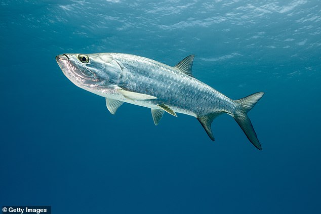 Nicknamed 'The Silver King', Tarpons are a prehistoric game fish known for their majestic size and shimmering color