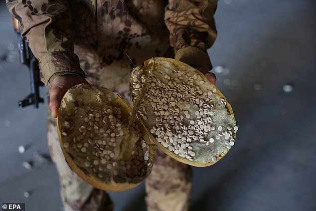 A Syrian rebel fighter shows captagon pills hidden in counterfeit fruit at a production factory in the city of Douma, east of the capital Damascus, Syria, December 14