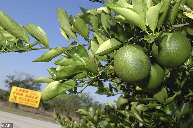 Polk County, Florida, used to be known for its citrus groves. Now it's the fastest growing county in the US (photo: a 'for sale' sign between an orange grove in Bartow)