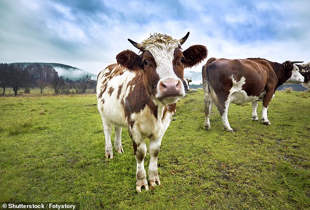 Bovaer suppresses the enzyme in cows that produces the greenhouse gas methane