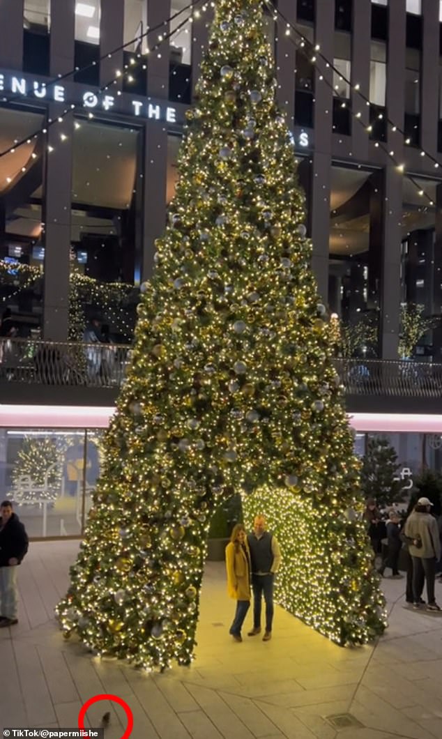 Just before he surprises his wife-to-be by getting down on one knee and asking her for his hand in marriage, the video is decimated by the sight of a rat running out from under the Christmas tree.